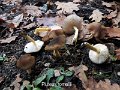 Pluteus romellii-amf1489